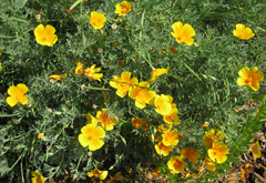 Eschscholzia californica Californian Poppy