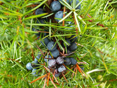 Juniperus communis Juniper, Common juniper