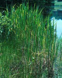 Zizania latifolia Manchurian Wild Rice