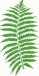 icon of fern