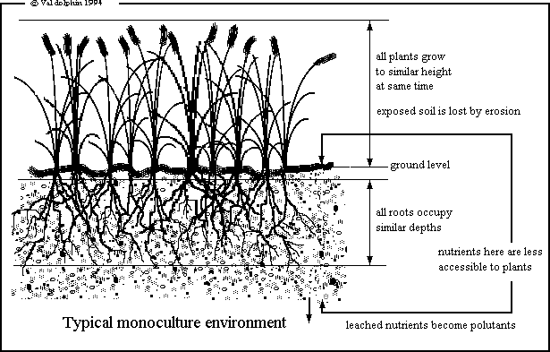 Typical monoculture environment
