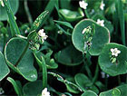 Montia Perfoliata