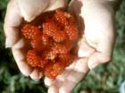 Rubus Nepalensis