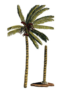 Cocos nucifera – Native Plant Search