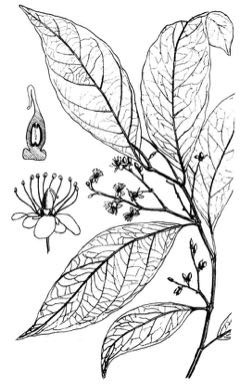 Irvingia gabonensis – Native Plant Search