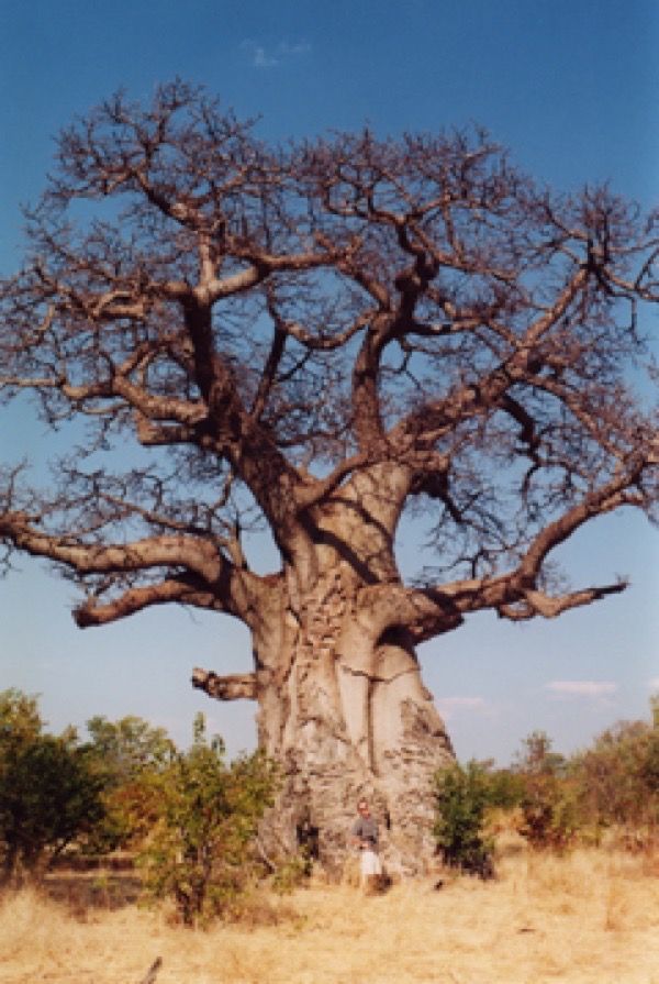 Can baobab tree fruit repel mosquitoes