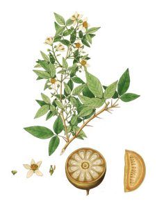 Tropical | Bael Tree | Aegle marmelos