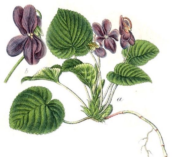 Viola odorata small edible perennials