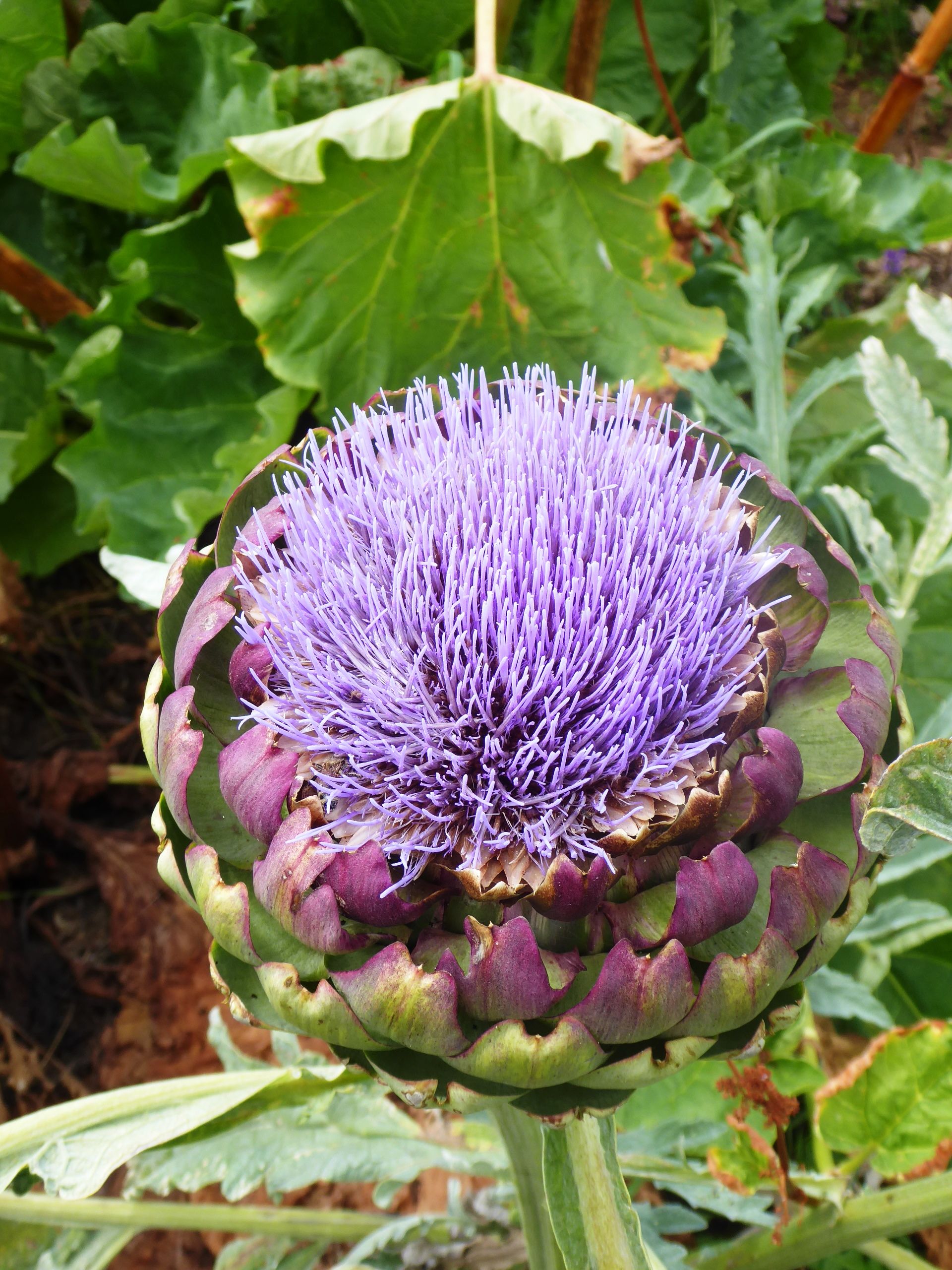 Edible Perennials in a Home Garden