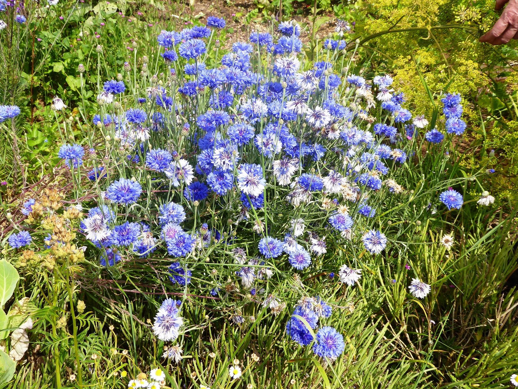Edible Perennials in a Home Garden