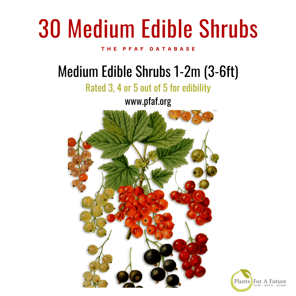 Medium Edible Shrubs & Bamboos