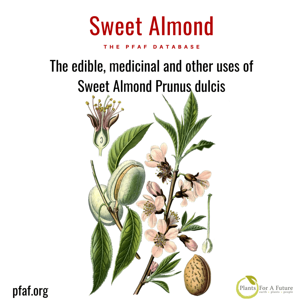 The Edible, Medicinal And Other Uses Of Sweet Almond Prunus Dulcis