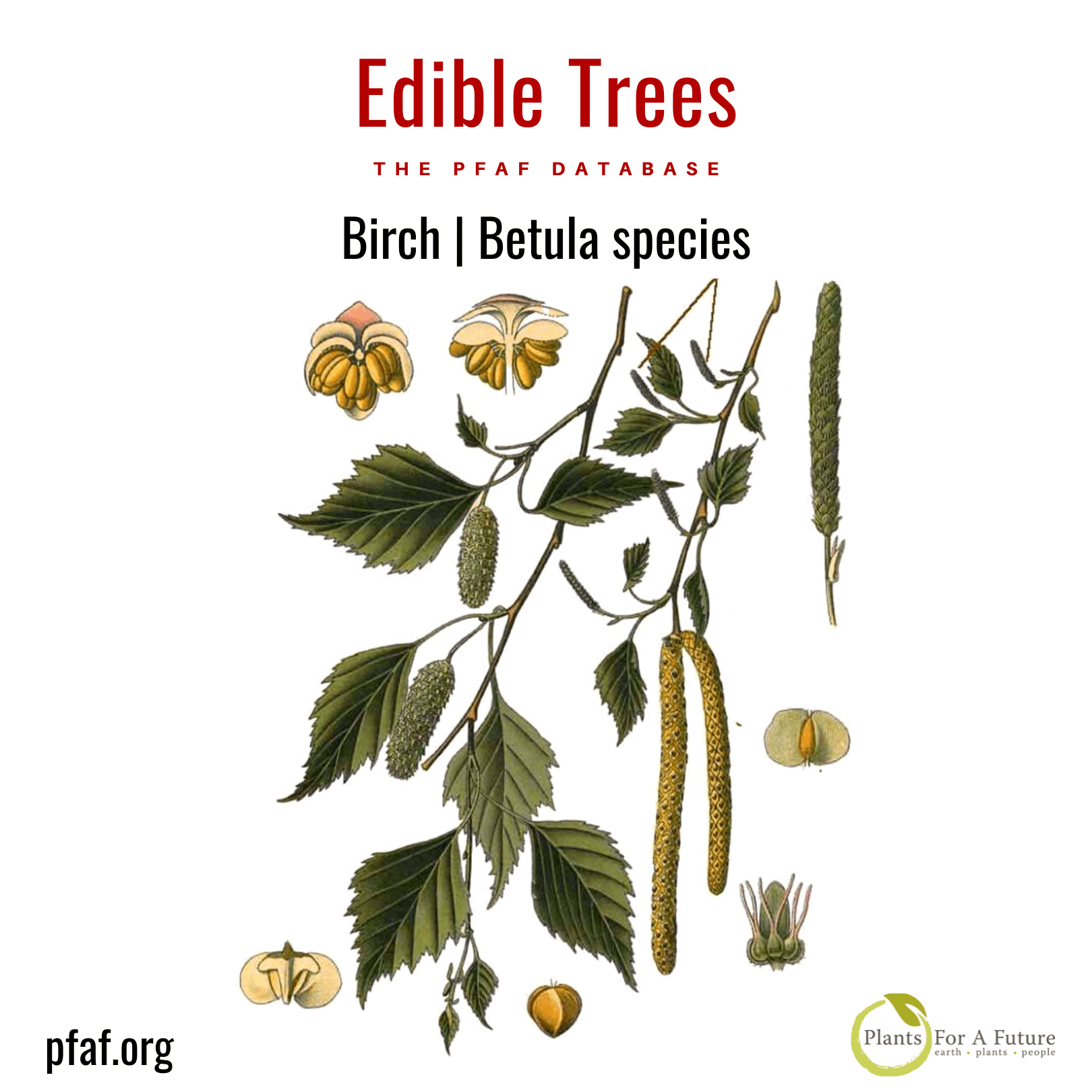 Birch | Betula Species