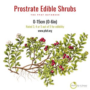 Five Prostrate Edible Shrubs
