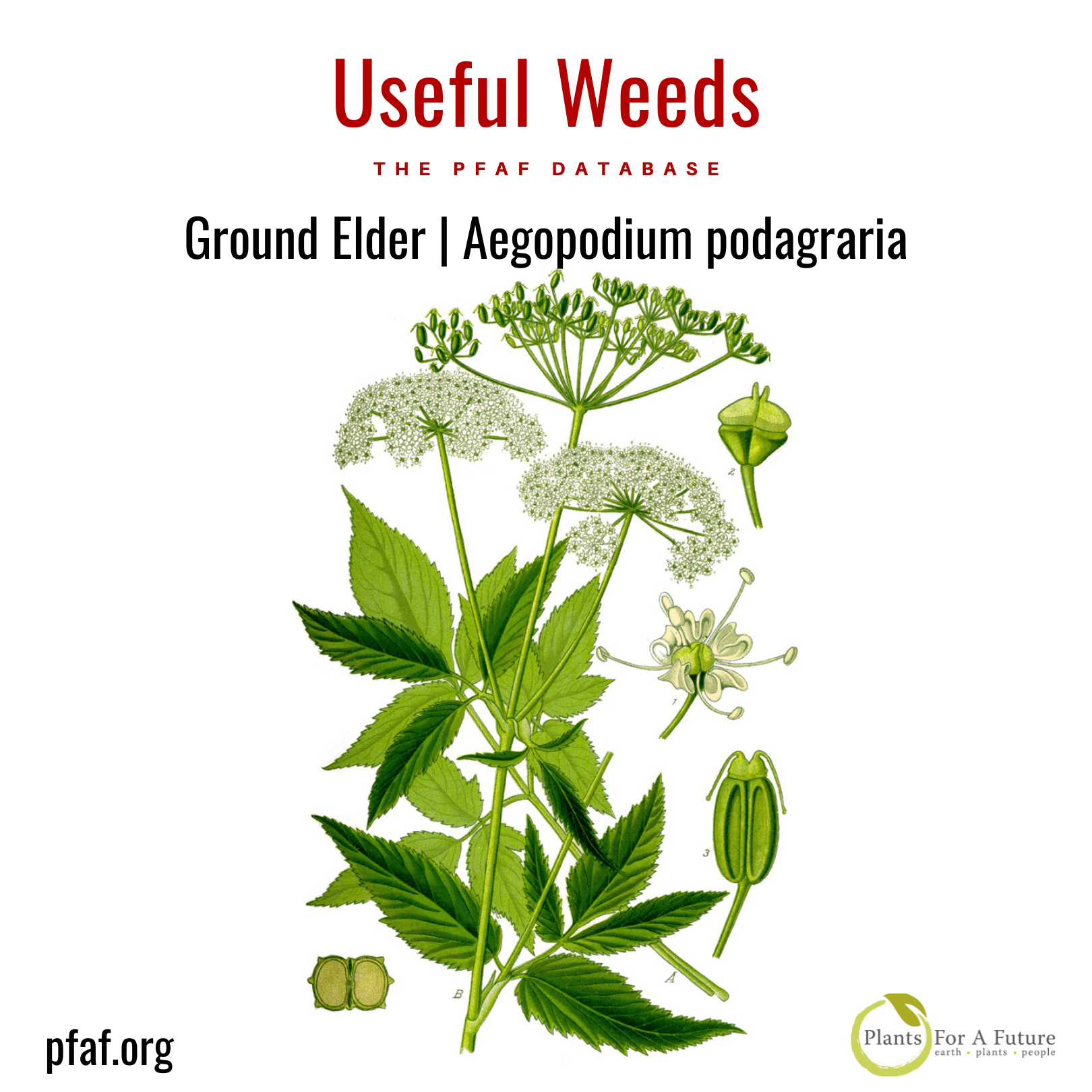 ground elder |aegopodium podagraria