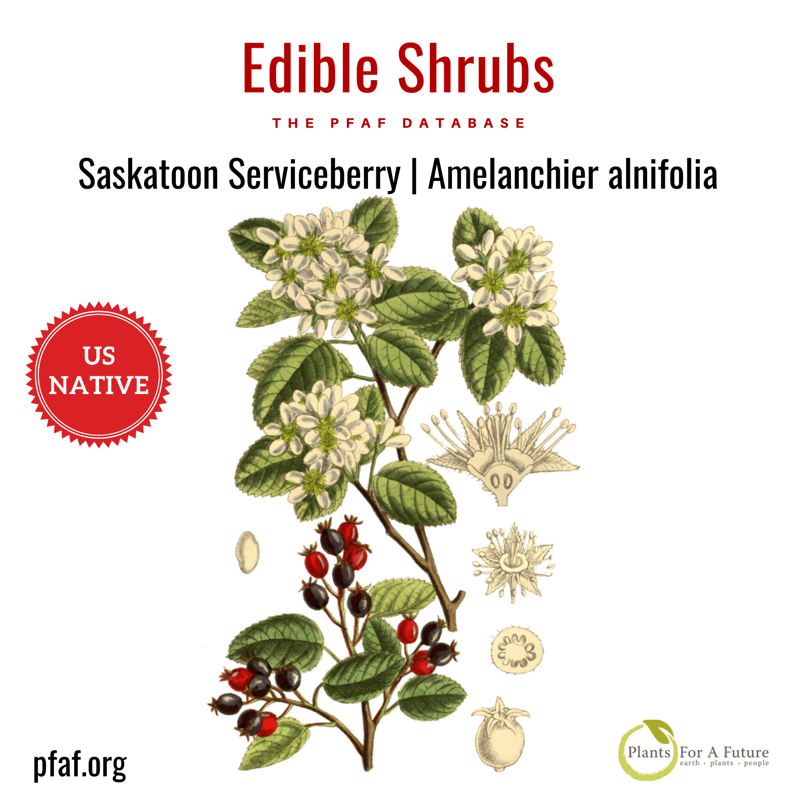 Edible Shoots Find and Use Edible Plant Shoots