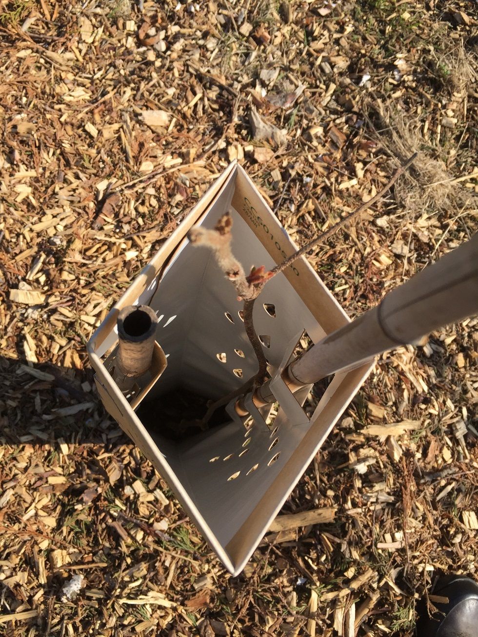 Tree of Life Veganics: A new Food Forest project supported by the PFAF ...