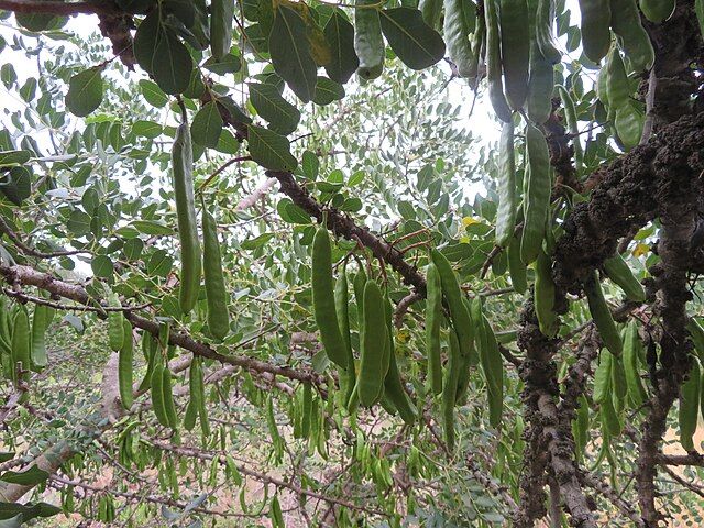 This image has an empty alt attribute; its file name is Algarrobas_verdes_Ceratonia_siliqua.jpg