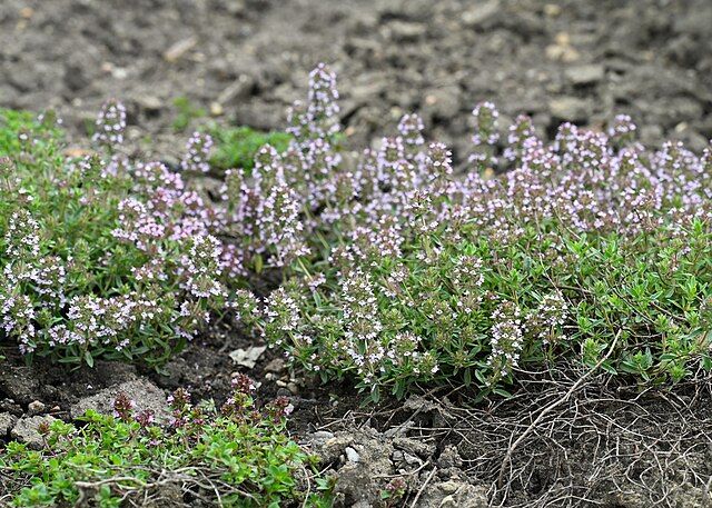 This image has an empty alt attribute; its file name is Thymus_serpyllum_kz04.jpg