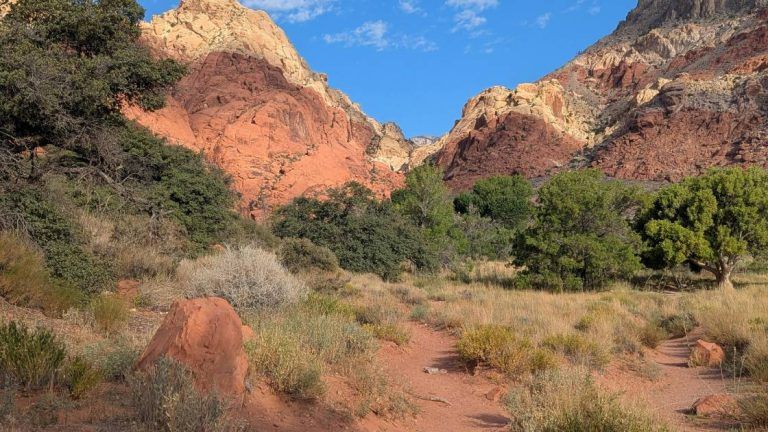 Southwest Edible Plants