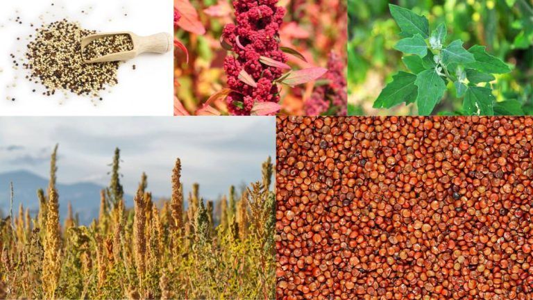 Edible Chenopodium species