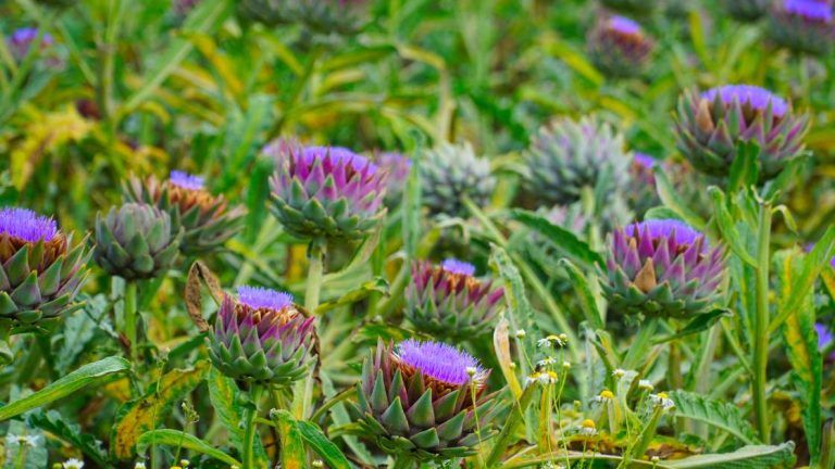 Edible Thistles