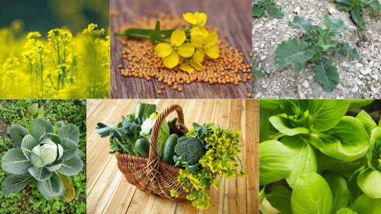 Brassicas: From Wild Mustards to the Vegetables We Know Today