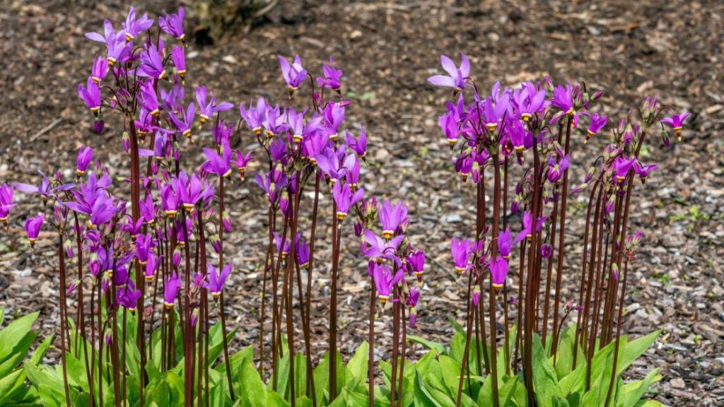 Dodecatheon hendersonii