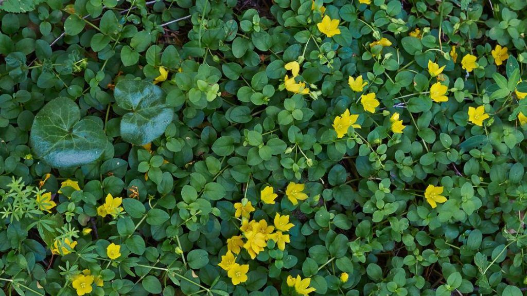 Lysimachia nummularia