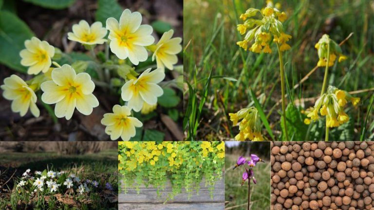 The Primulaceae Family