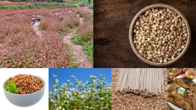 Buckwheat uses and plant