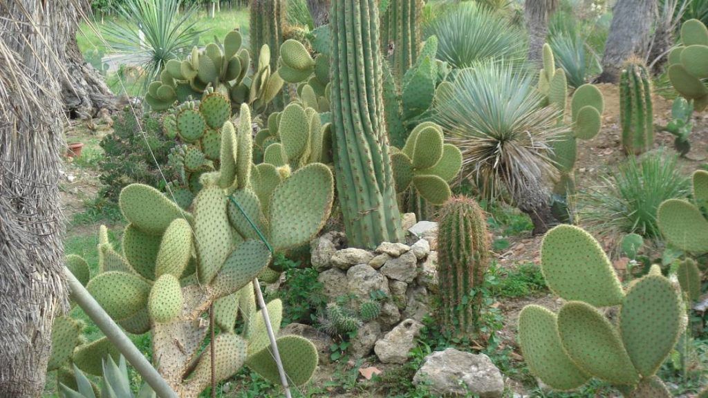 Cactus family
