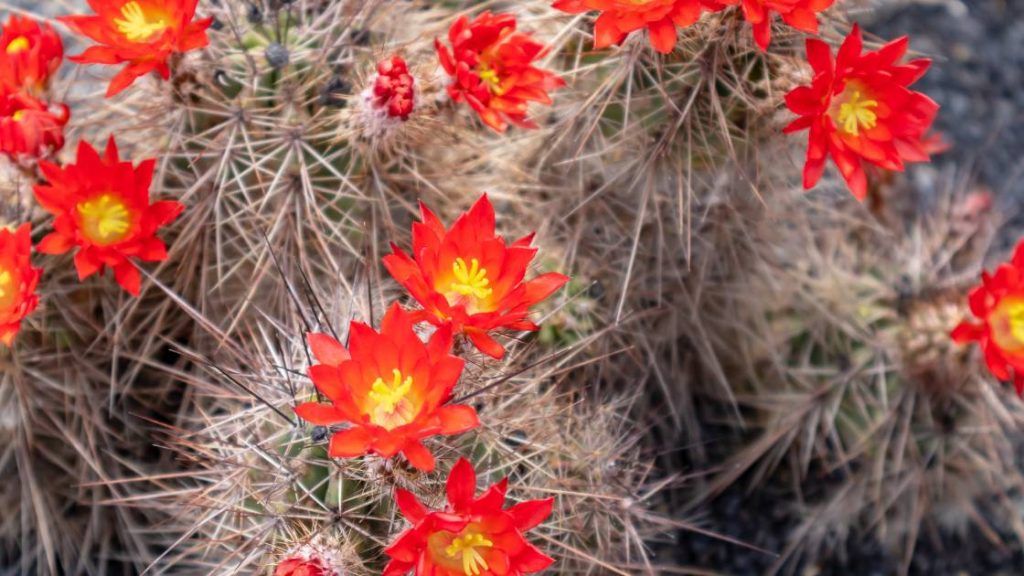 Echinocereus coccineus — Scarlet Hedgehog Cactus