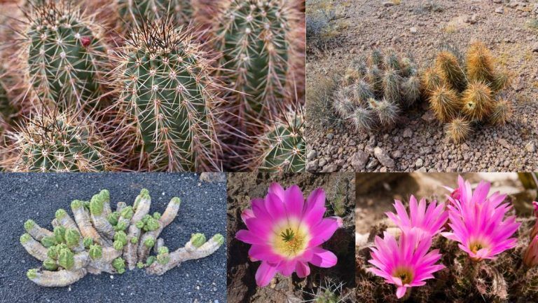 Edible Echinocereus: The Hedgehog Cacti.