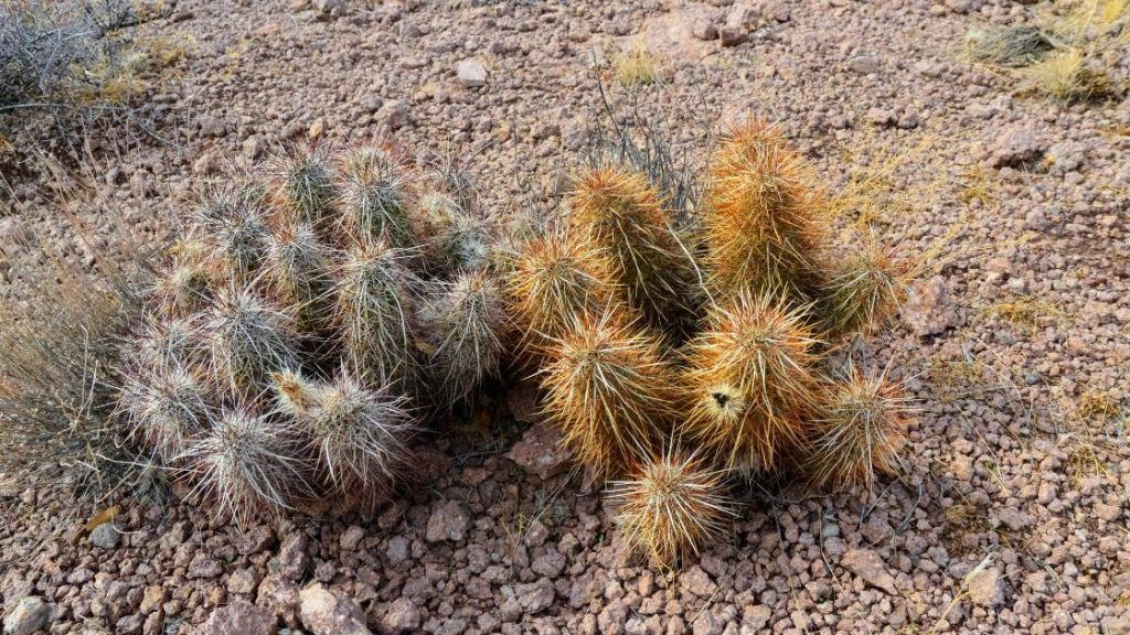 Echinocereus engelmanni — Engelmann’s Hedgehog Cactus