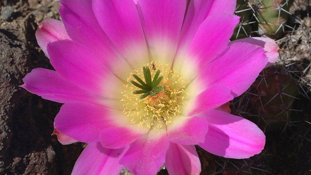 Echinocereus enneacanthus — Pitaya