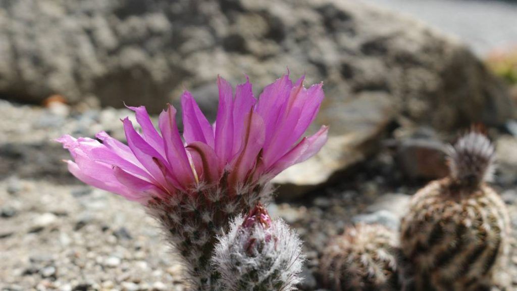 Echinocereus fendleri— Fendler’s Hedgehog Cactus