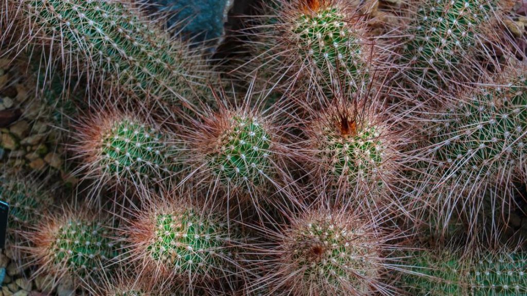 Echinocereus stramineus