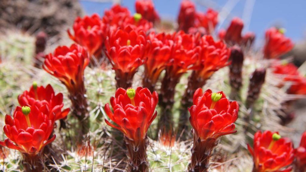 Echinocereus triglochidiatus— Kingcup or Claretcup Hedgehog Cactus