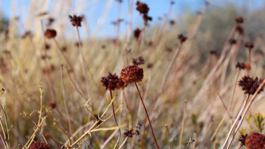 Eriogonum Species — The Wild Buckwheats