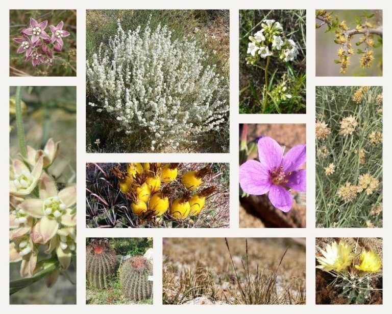 Southwest Expansion: 17 New Plants