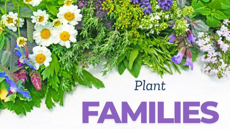 Edible and Medicinal Plant Families