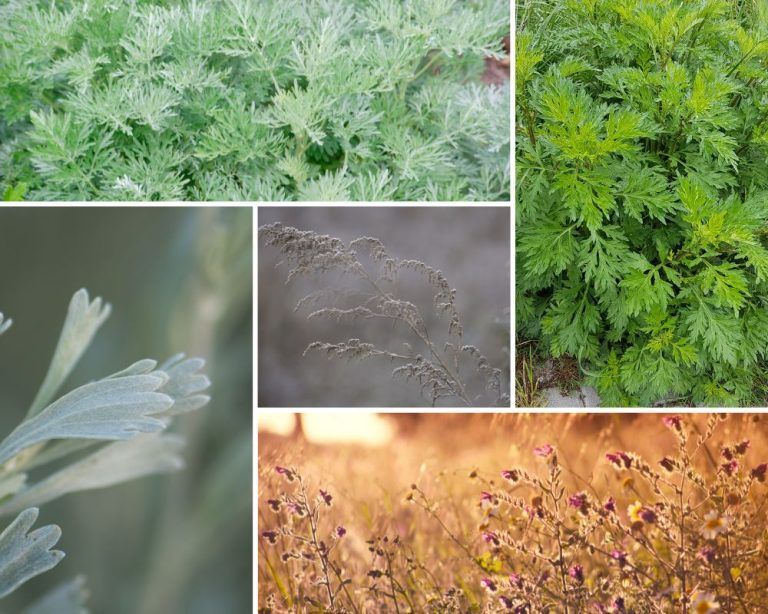Artemisia: Edible Herbs, Ancient Medicines and the Shrubs