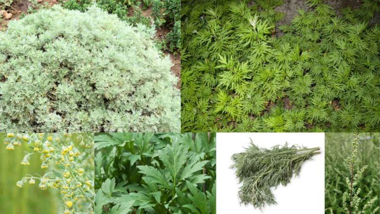Edible Artemisia