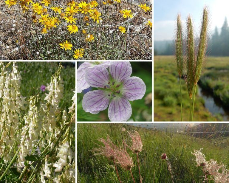 New Plants and Updates in July 2026