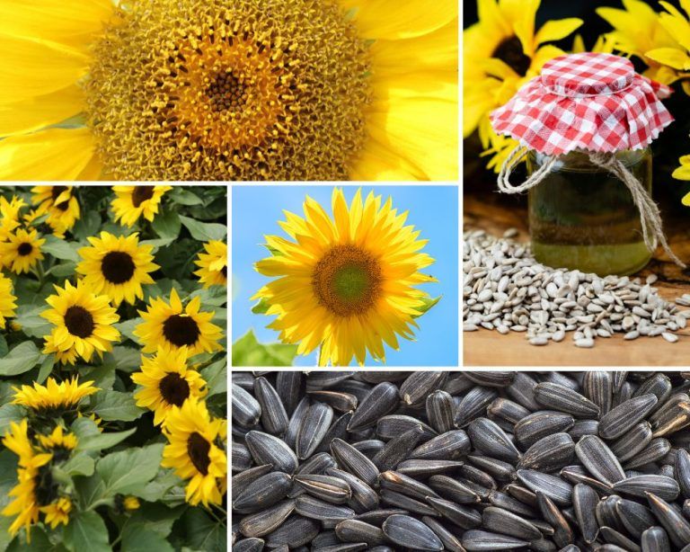 Edible Sunflowers