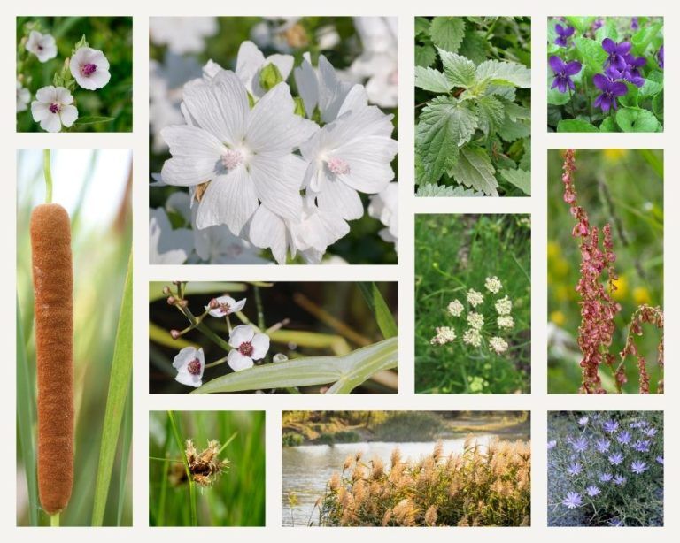 UK Edible Perennials
