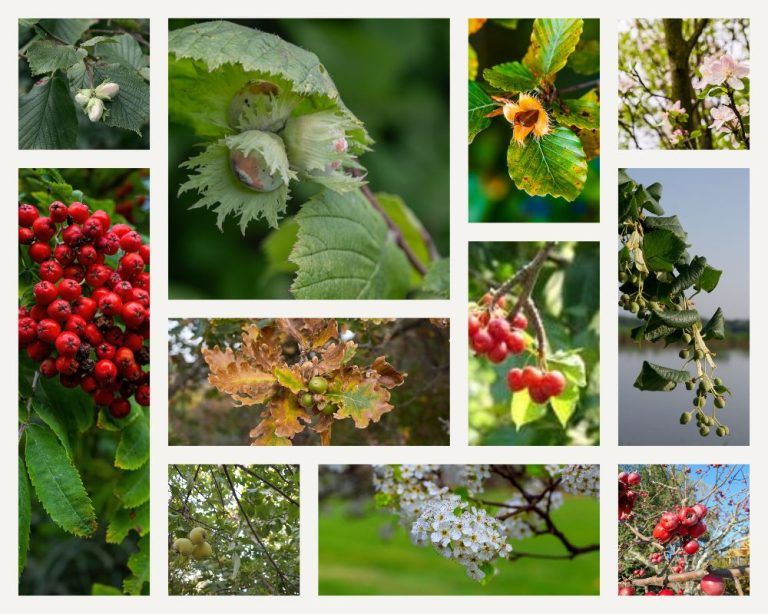 UK Native Edible Trees